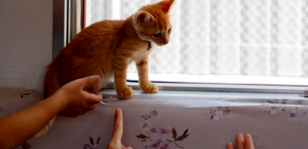 Warga Jepang Sebar Kucing Liar di Kereta Kawasan Ogaki Warga Jepang Sebar Kucing Liar di Kereta Kawasan Ogaki